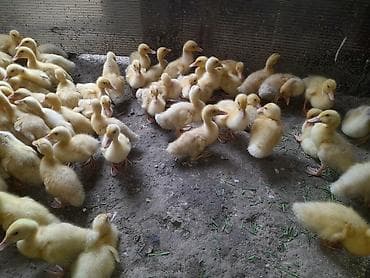 danisan qus: Pekin ordek balalari 20 qunlukduler ətlik yumurtaçı xəttlərdən — 3