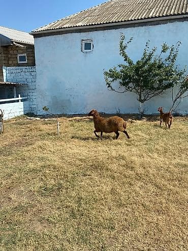 Qoyunlar, qoçlar: Qarın doğub şişək satılır istəyən olsa yazsın videosunu atım baxın — 6