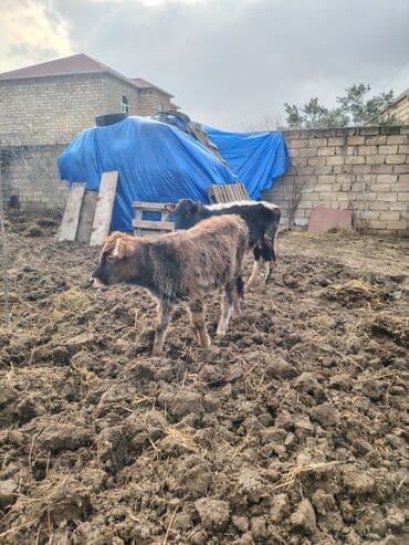 Heyvanlar üçün mallar: Super saglam saxlamali danadi zeng catmasa vapcatla zeng vur — 3