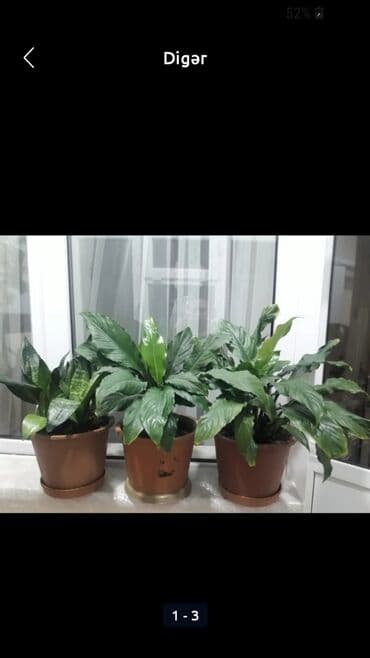 nar ciceyi: Otaq üçün dekorativ dibçək gülləri - Növ: Sülh çiçəyi (Spathiphyllum) — 1