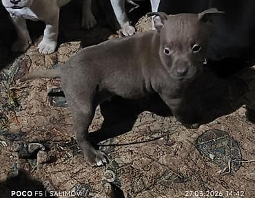 itler gence: Pitbul, 1 ay, Pulsuz çatdırılma — 2