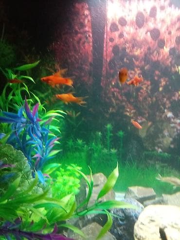 quzu qiymətləri: Sülhsevər — 5