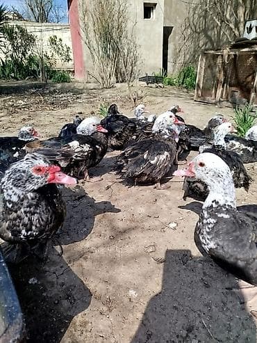 Quşlar: Salam lal ördəklər satilir dəyərinən cox asaga disili ərkeyli heckim — 5