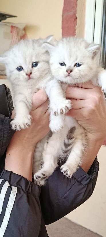 etibarlı ellere pişik: Şotland yastı qulaq, Dişi — 6