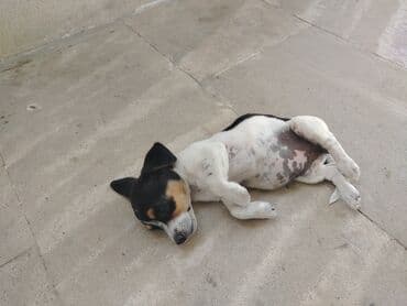 джек рассел терьер сколько стоит: Джек-рассел-терьер, 5 месяцев, Бесплатная доставка — 2