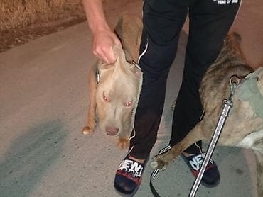 coban iti balasi satilir: Pitbul, 1 il, Dişi, Peyvəndli, Ünvandan götürmə — 2