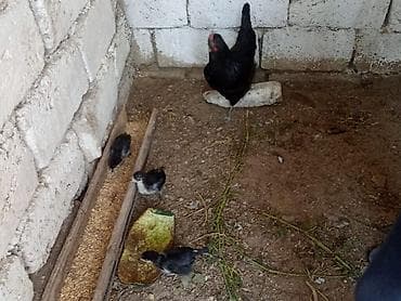 avstrolop cuceleri: Toyuq, Damazlıq — 2