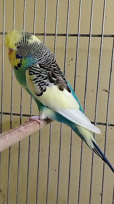 qara mal: Növ: Dalğalı tutuquşu (Melopsittacus undulatus) Rəng: Yaşıl-mavi — 2
