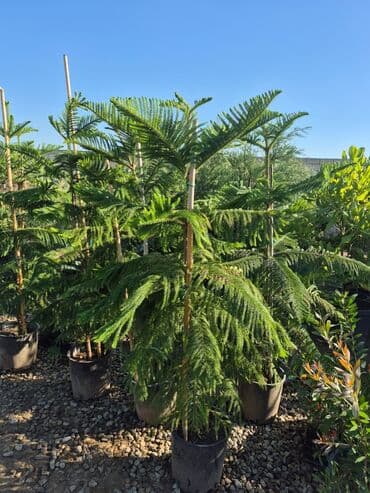 həmişə yaşıl bitkilər: Bağ və landşaft üçün iynəyarpaqlı dekorativ bitkilər - Thuja — 23