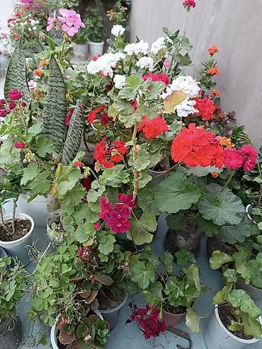 meyve veren kaktus: Satışda: dekorativ otaq və bağ bitkiləri - Echinopsis tipli tikanlı — 4