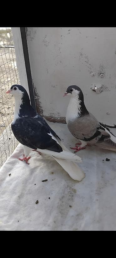 xacmaz heyvan bazari: 3 cüt delfin cütü 35 manat sağlam heyvandlar — 5
