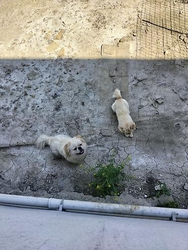 Pekines