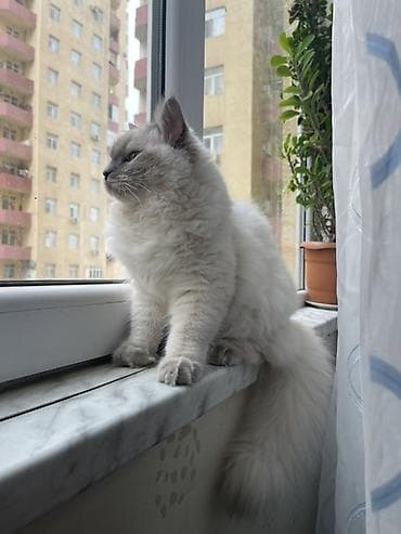 tap az pisik: Dişi, Yaxşı əllərə, Pulsuz çatdırılma — 4