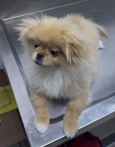 Heyvanlar üçün mallar: Şpitz — 2