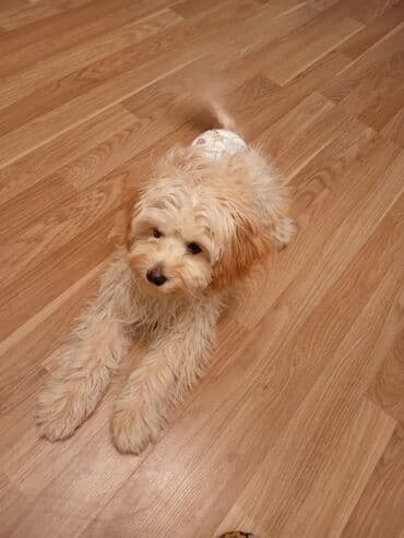 немецкая овчарка цена в баку: Malta bolonka, 4 ay, Erkek, Peyvəndli, Ünvandan götürmə — 7