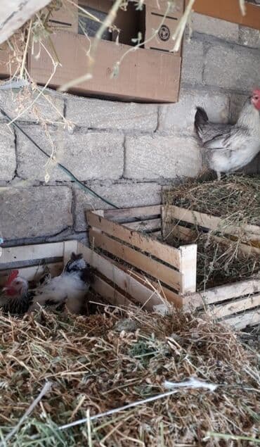 toyuq korlugu nedir: Toyuq, Damazlıq, Ödənişli çatdırılma — 4