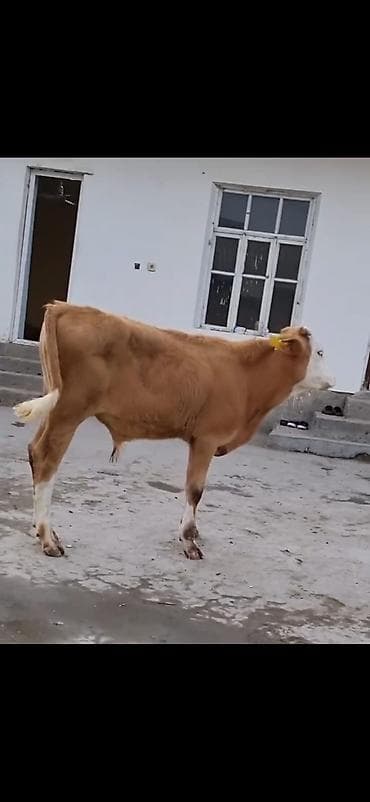 bakida it satisi: Erkek simental dana 4 ay bitecek — 5