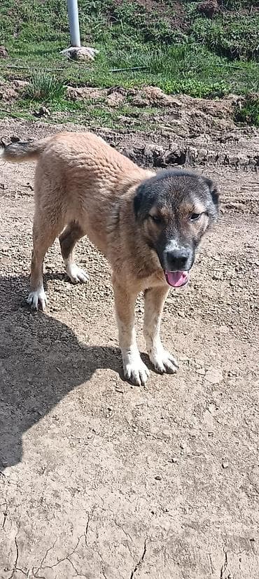 itlerin satisi ve qiymetleri: Qurdbasar, 10 ay, Dişi — 4
