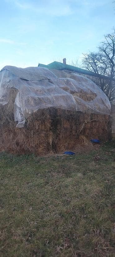 yumurtlayan heyvanlar: Salam təbii quru otdu 200 ədəd nabranda dı 3.50 qiymət istəyən olsa — 3