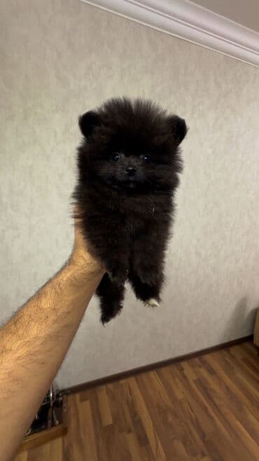 it yuvasi: Şpitz, 2 ay, Erkek — 9