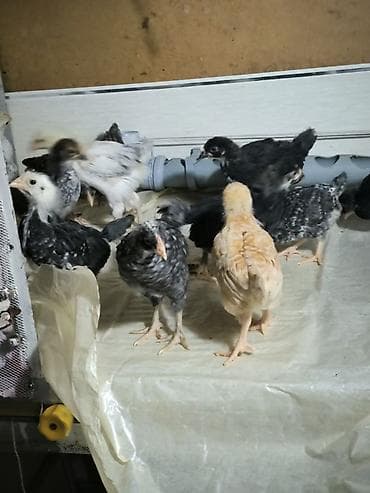 kend cucesi: Toyuq cücələri, Ətlik — 1