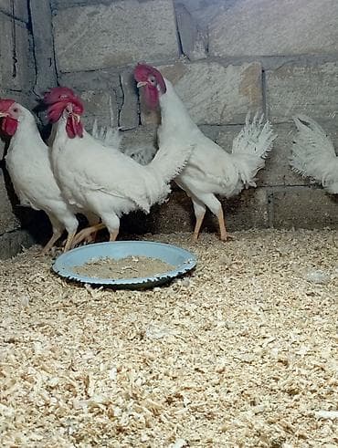 itlerin satisi 2017: Salam 5 Ədəd 5 Aylıq XoRuZLaR Satılır Hamsi Bir Yerdə Satılır sonu 70 — 4