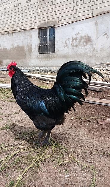 essek sudu satilir: Avstralop toyuqlarının mayalı yumurtası.Qiymət 80 qəpik — 3