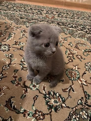 Шотладская вислоухая