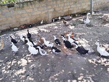 Ördəklər: Pekin ve yılbaş ordey balası 2 ay 10 gunuy — 3