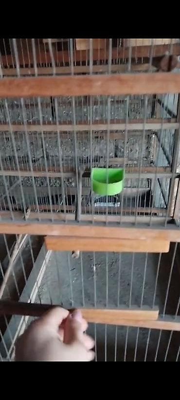 toptan yem satışı: Taxta çərçivəli, metal torlu böyük qəfəs - Karkas: möhkəm taxta — 5