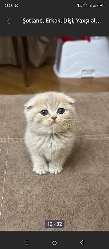 Şotland, Yaxşı əllərə — 8