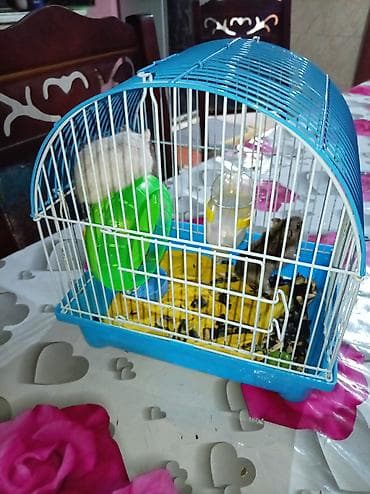 bere ceken: Hamster və qəfəs dəsti Məhsulun tərkibi: - Kiçik ölçülü, taşyanaqlı — 2
