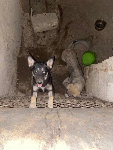 приют для собак баку: С прививками — 1