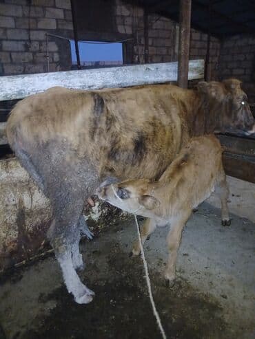 cins ineklerin satisi 2018: Самка, лет: 2, Для разведения, Самовывоз — 3