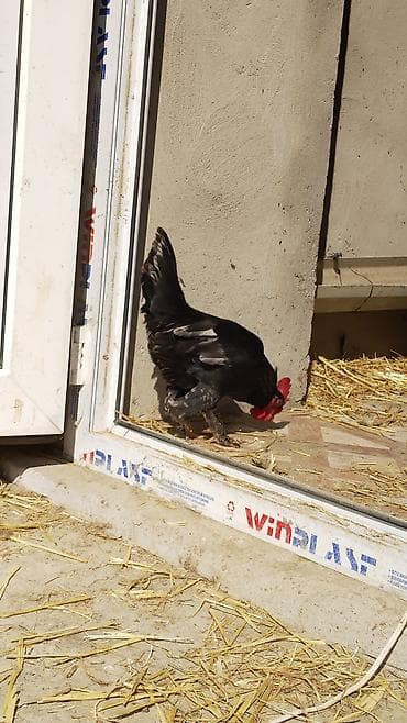 Salam. Heç bir xəstəliyi problemi yoxdu. Sağlamlığına cavabdehəm — 3