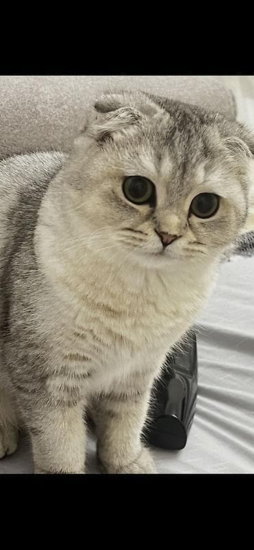 Şotland yastı qulaq