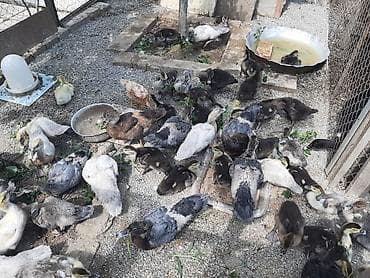Kanada sortu meşə ördəklərinin balaları satılır. 2 günlik 5 manat. 7 — 1