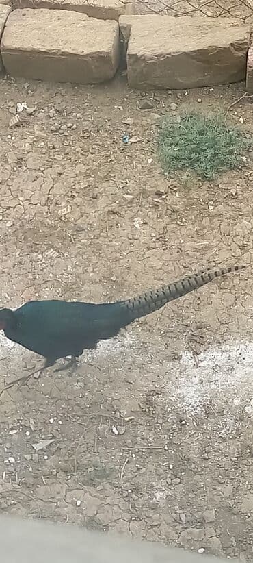 atla eşşəyin cütləşməsi: Zümrüd qırqovlu tək qaldığı ücün satram fərəsi qacıb bekar — 8