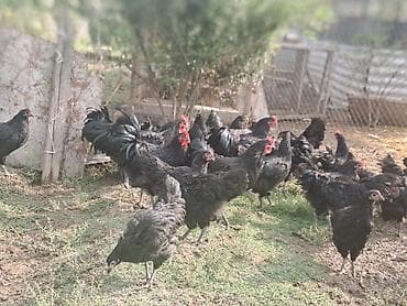 goyercin satisi 2019: Avstrolop toyuqları satılır.Fərələr yeni yumurtaya düşüb — 2
