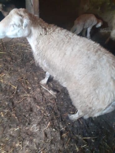 bezekli qoyun sekilleri: Hevan celilabad ciddi şəxslər zəngin vursun 3 qarına doğub balası — 6