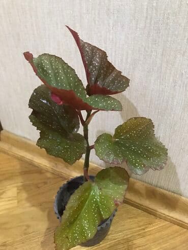 bitki toxumlarinin satisi: Beqoniya Köçməklə əlaqəli ️️️Təcili satılır az qaldı qırmızı güllər — 2