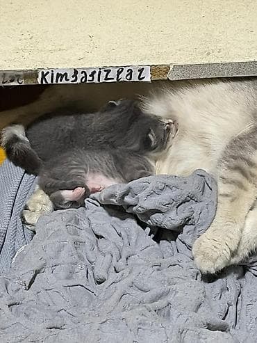 lelekli heyvanlar: Şotland yastı qulaq, Dişi, Yaxşı əllərə — 2