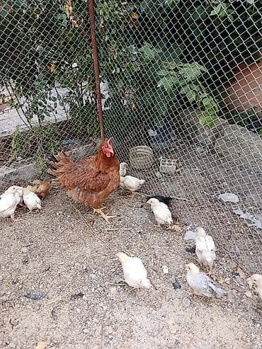 Toyuq cücələri, Damazlıq — 8