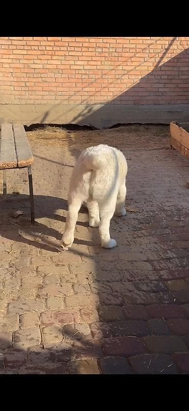 heyvan: Məhsul: İt – iri cüssəli, ağ tüklü, qısa qulaqlı balaca (molasoid — 3