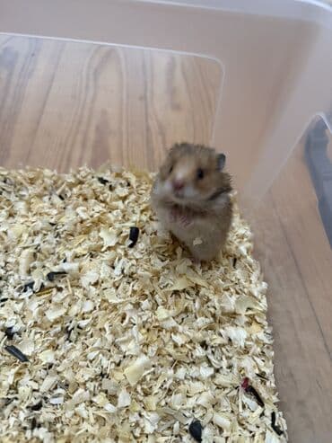 deniz donuzu: SURİYA HAMSTERLƏRİ balaları Təsvir: - Sevimli, xırda ölçülü — 4