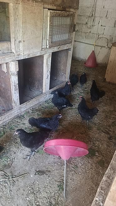 bildircin satisi tap az: Toyuq cücələri, Damazlıq — 4