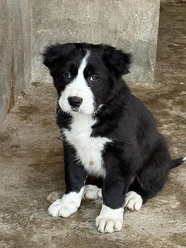 ucuz keci: Alabay, 1 ay, Dişi — 4