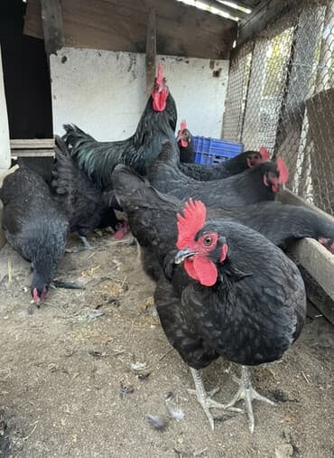 ana arı satışı: Toyuq, Australorp, Damazlıq — 2