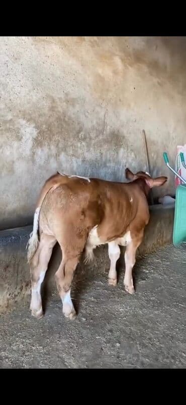 simmental ineklerin satisi: Satışda – sağlam, ətlik istiqamətli dana. Xüsusiyyətlər: - Cins tipi — 2