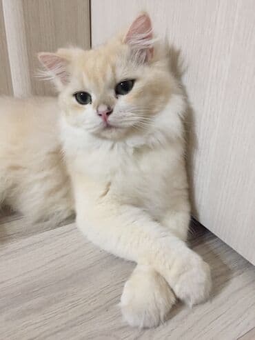 шиншилла британская: Britan, Erkək — 7